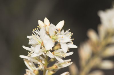 Lindmania guianensis, photographed by Morten Ross