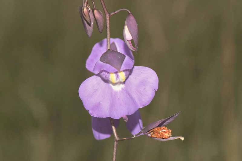 Utricularia humboldtii, photographed by Morten Ross