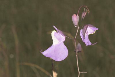 Utricularia humboldtii, photographed by Morten Ross