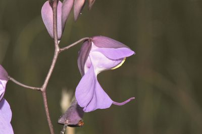 Utricularia humboldtii, photographed by Morten Ross