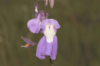 Utricularia humboldtii, photographed by Morten Ross