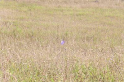 Utricularia humboldtii, photographed by Morten Ross