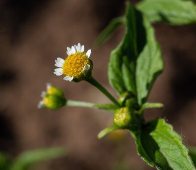 Galinsoga parviflora, photographed by Daniela Costa