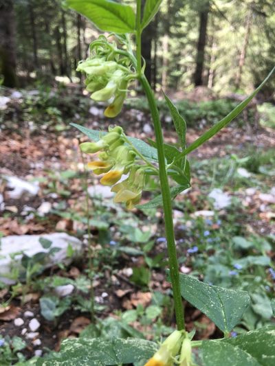 Vicia oroboides, photographed by Mirko Ubović