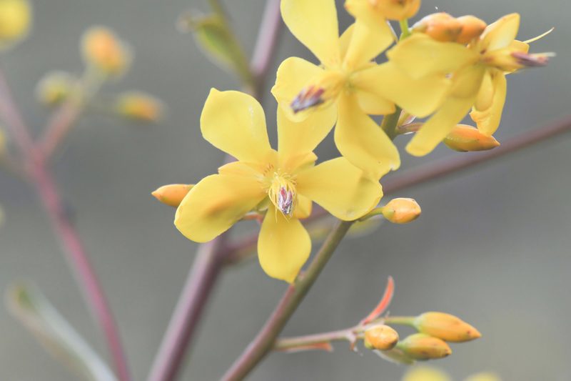 Poecilandra retusa, photographed by Morten Ross