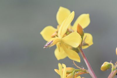 Poecilandra retusa, photographed by Morten Ross