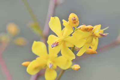 Poecilandra retusa, photographed by Morten Ross