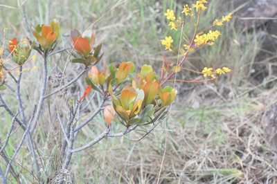 Poecilandra retusa, photographed by Morten Ross