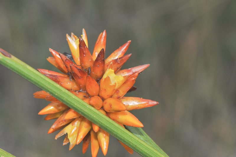 Stegolepis guianensis, photographed by Morten Ross