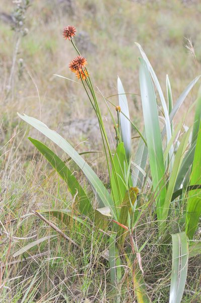 Stegolepis guianensis, photographed by Morten Ross