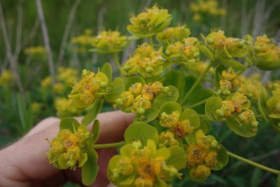 Euphorbia palustris, photographed by Aleksei Baushev