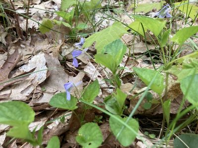 Viola rostrata, photographed by Derek
