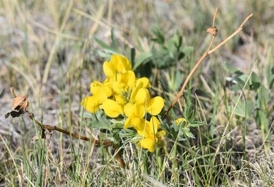 Thermopsis rhombifolia, photographed by Eric Lamb