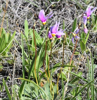 Primula conjugens, photographed by Eric Lamb