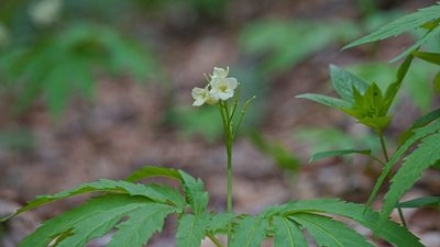 Cardamine kitaibelii, photographed by Attila Oláh