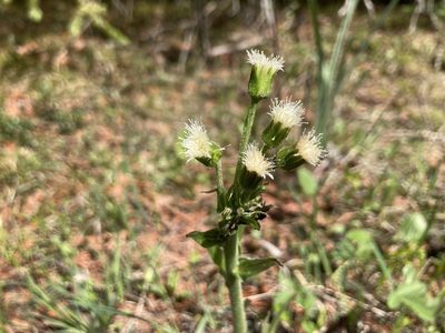 Petasites frigidus, photographed by Derek