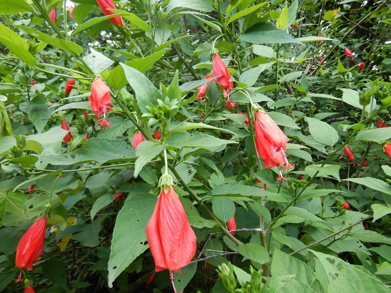 Malvaviscus penduliflorus, photographed by Jon Sullivan