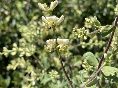 Lonicera subspicata, photographed by Dee Shea Himes