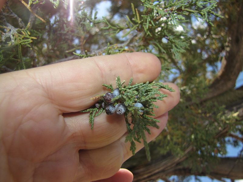Juniperus monosperma, photographed by rdclark86