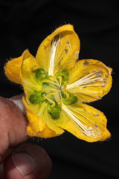 Caiophora carduifolia, photographed by Paúl Gonzáles