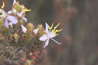 Marcetia taxifolia, photographed by Morten Ross