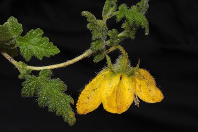 Caiophora carduifolia, photographed by Paúl Gonzáles