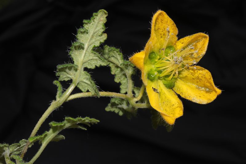 Caiophora carduifolia, photographed by Paúl Gonzáles