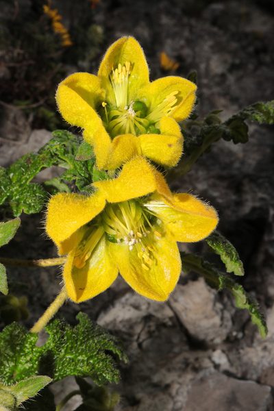 Caiophora carduifolia, photographed by Paúl Gonzáles