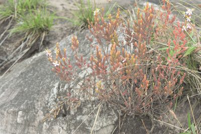 Marcetia taxifolia, photographed by Morten Ross