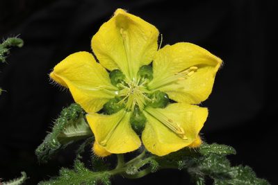 Caiophora carduifolia, photographed by Paúl Gonzáles
