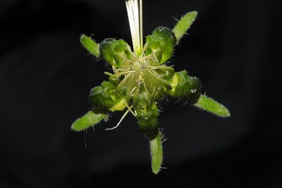 Caiophora carduifolia, photographed by Paúl Gonzáles