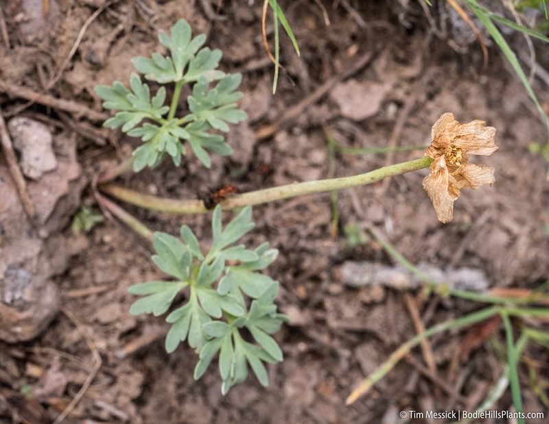 Ranunculus andersonii, photographed by Tim Messick