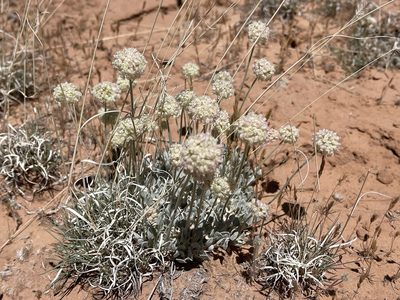 Eriogonum ovalifolium, photographed by Robbie Hannawacker