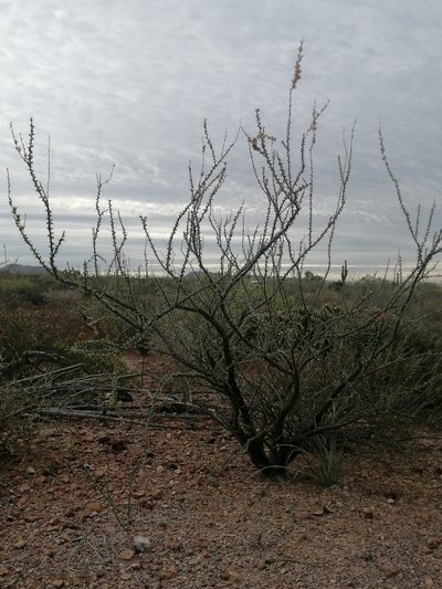 Fouquieria burragei, photographed by Erick Vélez Sánchez