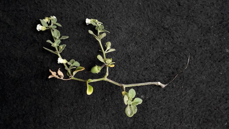 Salpichroa origanifolia, photographed by Alessia Guggisberg