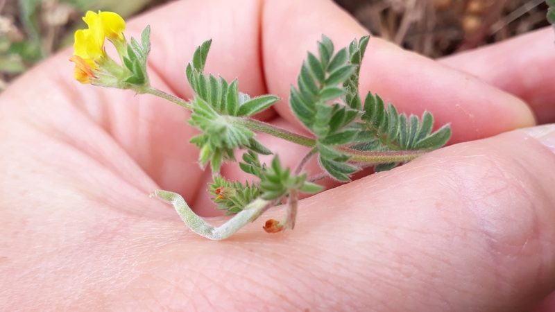 Ornithopus compressus, photographed by Alessia Guggisberg