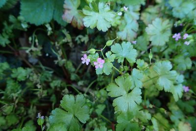 Geranium lucidum, photographed by Rob Wallace