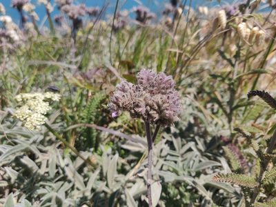 Phacelia californica, photographed by Alexander Wentworth