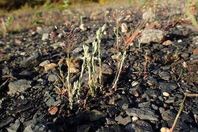 Logfia minima, photographed by Rob Wallace