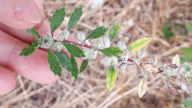 Forsskaolea angustifolia, photographed by Alessia Guggisberg