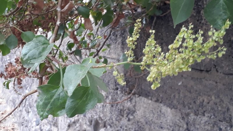 Rumex lunaria, photographed by Alessia Guggisberg