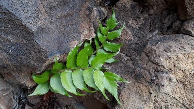 Cyrtomium falcatum, photographed by Alessia Guggisberg