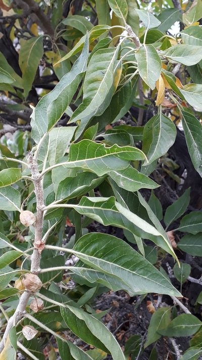 Withania aristata, photographed by Alessia Guggisberg