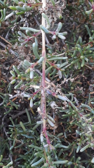 Afrosalsola divaricata, photographed by Alessia Guggisberg