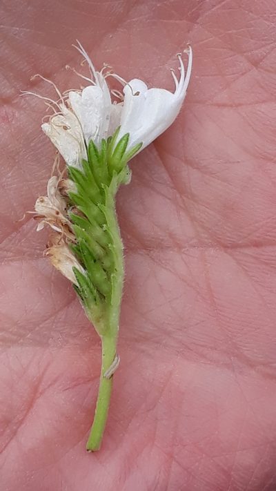 Echium giganteum, photographed by Alessia Guggisberg
