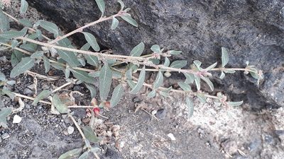 Atriplex semibaccata, photographed by Alessia Guggisberg