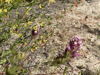Castilleja exserta, photographed by Henrik Kibak