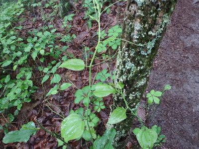 Smilax rotundifolia, photographed by Harold Smith