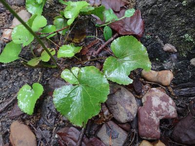 Galax urceolata, photographed by Harold Smith