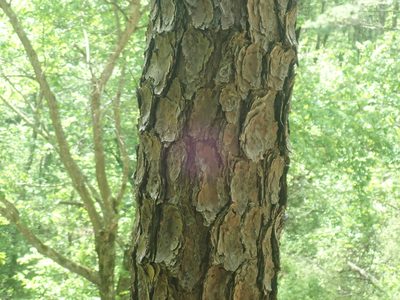 Pinus rigida, photographed by Lynn Harper